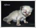 /album/alfonso/alfonso-3-hetes-04-jpg/